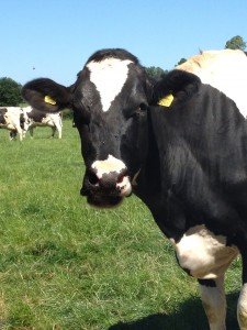 Dairy wipes for farmers
